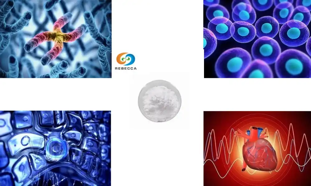 What does beta nicotinamide mononucleotide do?